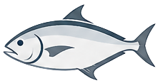 Amberjack — deep reef species on Gulf of Mexico offshore charters out of St. Petersburg, FL